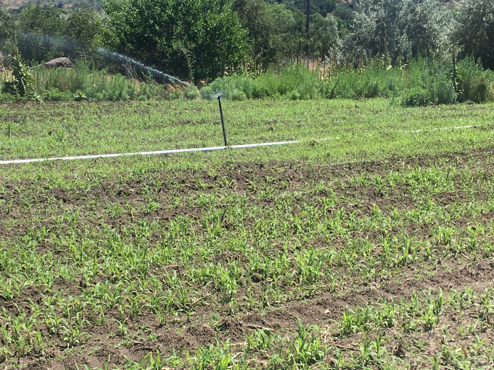 Niagara Springs Wildlife Management Area Food plots coming on nicely