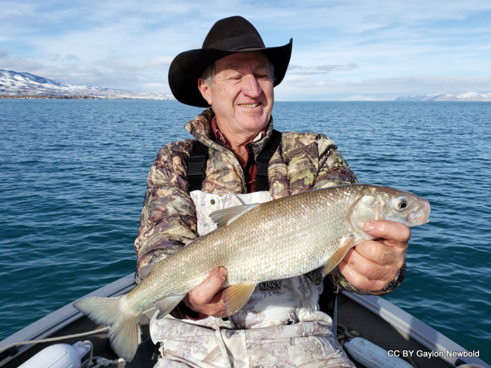 Gaylon Newbold catch/release record Bonneville Whitefish 2019