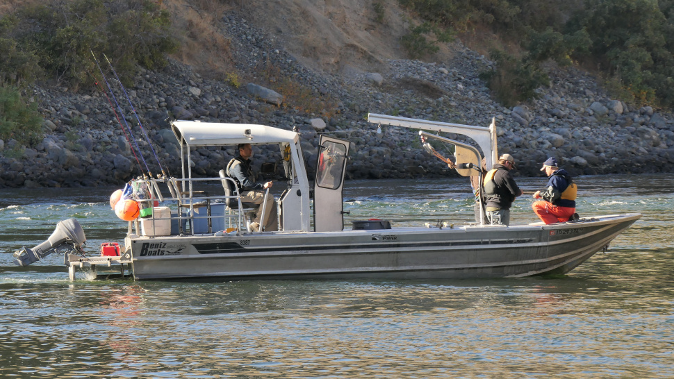 Stocking helps sturgeon population below C.J. Strike Dam | Idaho Fish ...