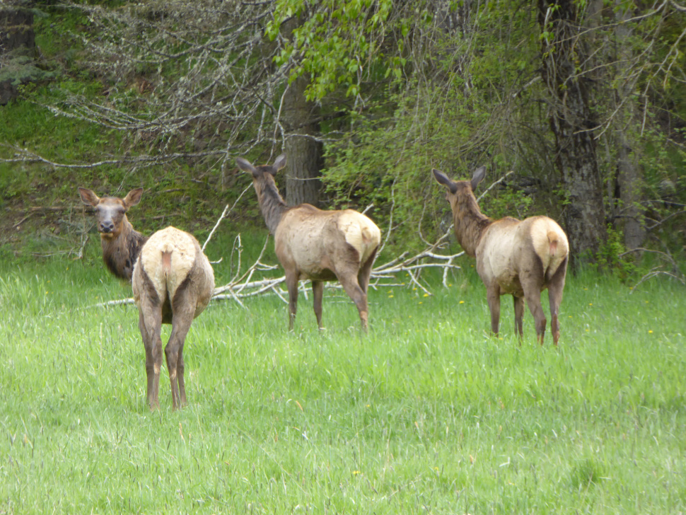 cow elk, panhandle, elk, big game, 