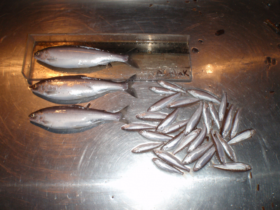 Reflecting back on 2020 A year in review Dworshak Reservoir Idaho