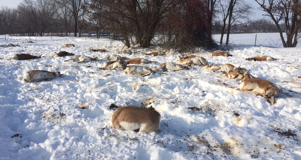 Pronghorn killed by eating Japanese yew in western Idaho. Photo by Idaho Department of Fish and Game