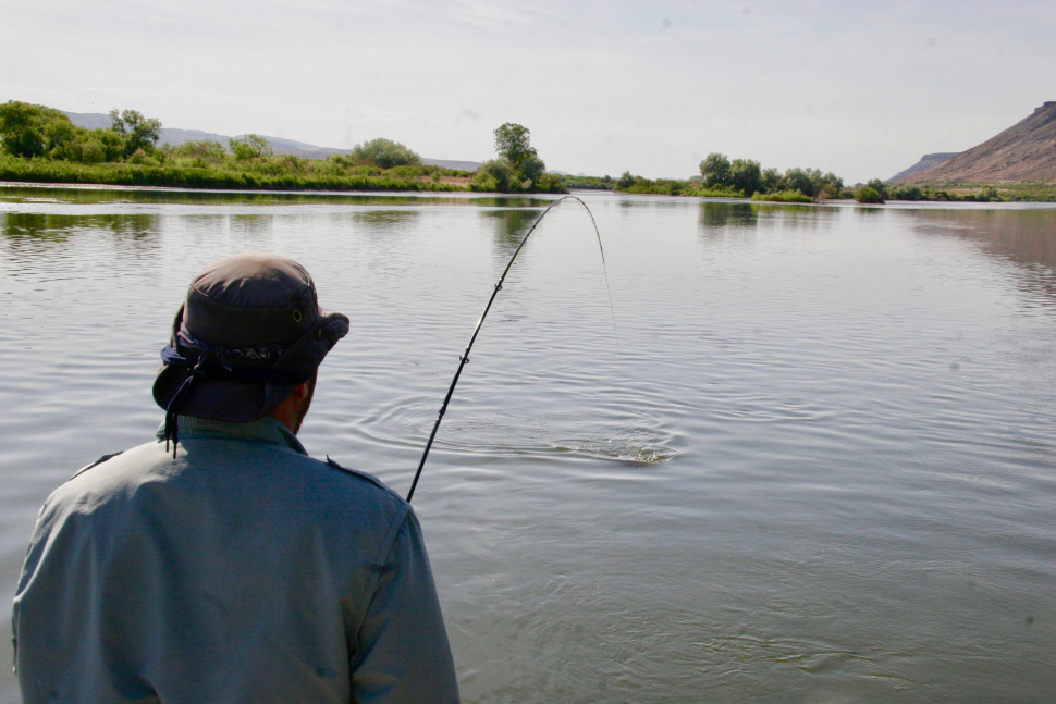 From Brownlee to Swan Falls, Snake River smallmouth are abundant