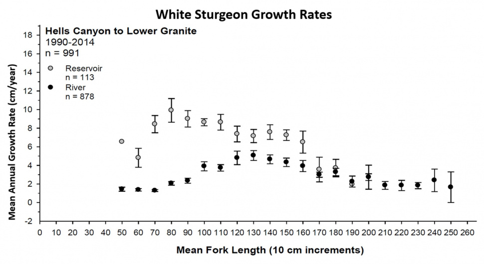sturgeon_growth_rates
