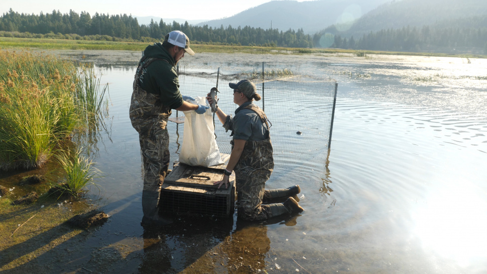 Fish and Game and volunteers band ducks in the Panhandle Idaho Fish