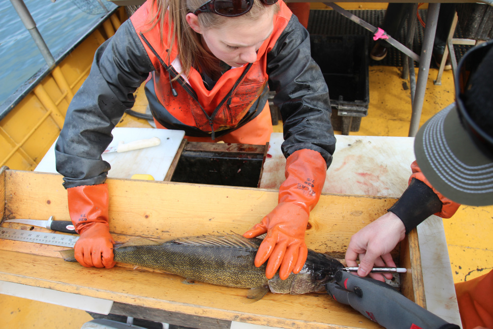 Netting Non Native Walleye Aims To Protect Existing Lake Pend Oreille Fisheries Idaho Fish And Game