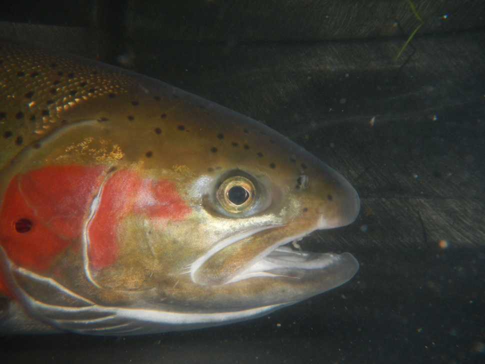 Steelhead in Idaho Idaho Fish and Game