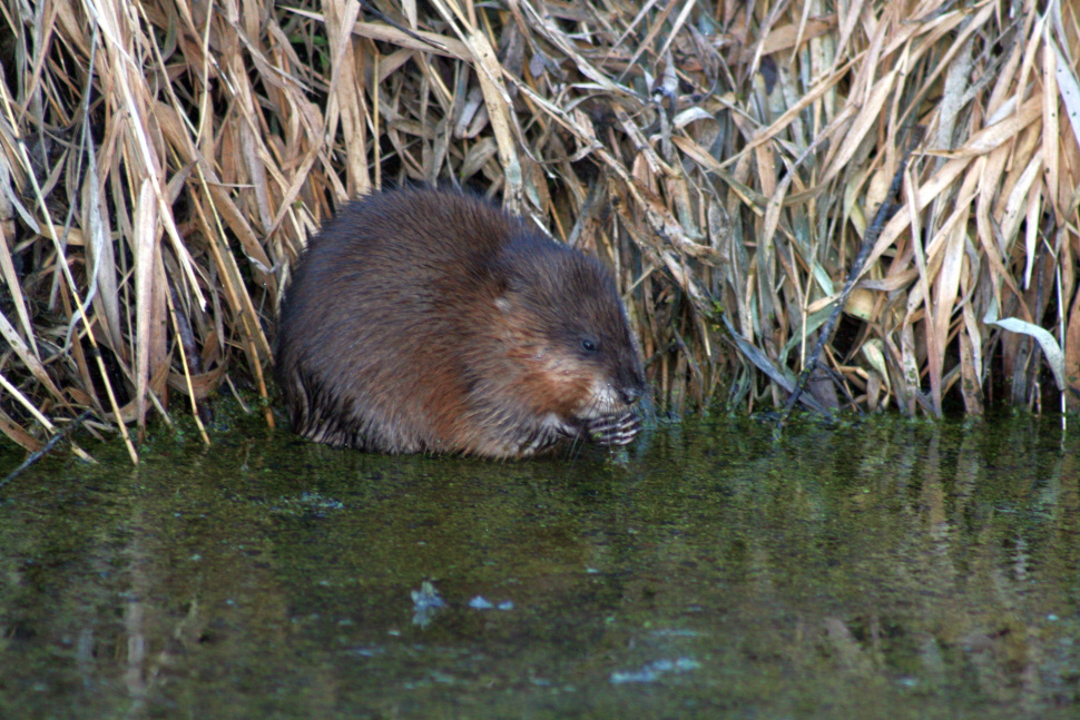 F&amp;G seeking public input on Furbearer Management Plan, 2022-27 | Idaho ...