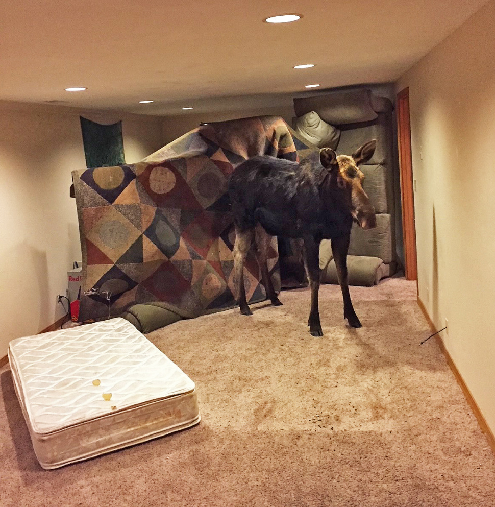 moose_in_hailey_house