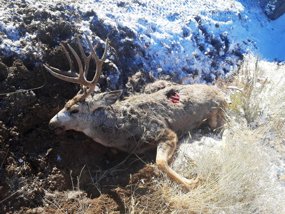 Mule deer buck left to waste