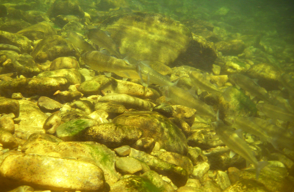 north_fork_salmon_river_white_fish