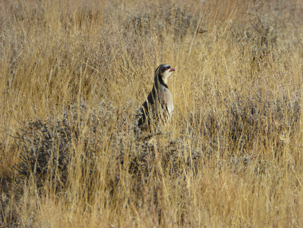 Owyhee Desert is a paradise for adventurous sportsmen Idaho Fish and Game