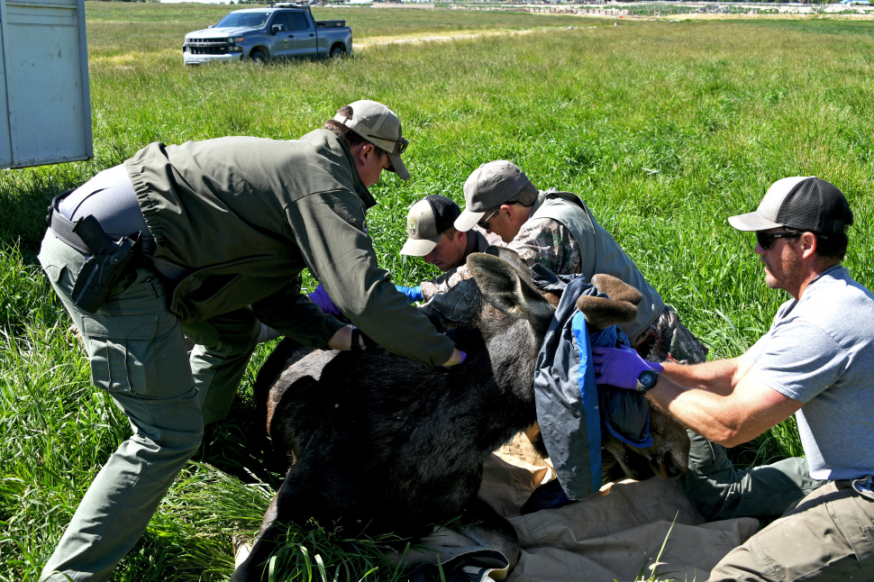 prepping_a_yearling_bull_moose_for_transport_june_2022