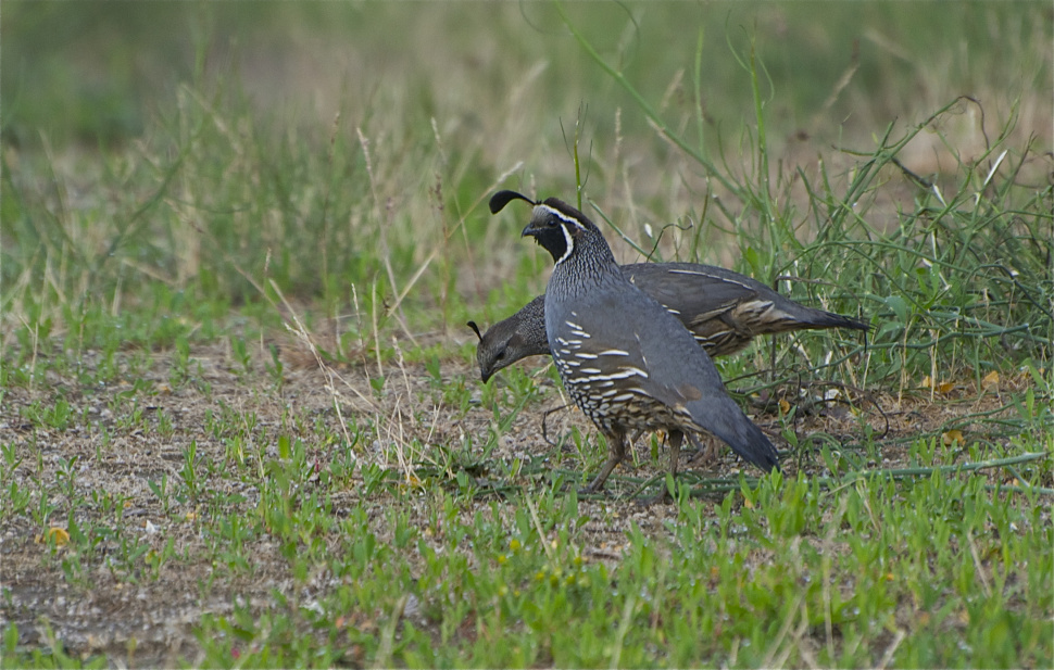 California quail in grass May 2010