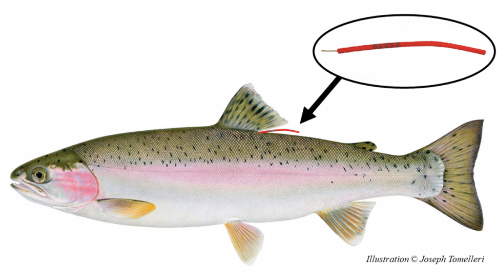 Rainbow trout with tag