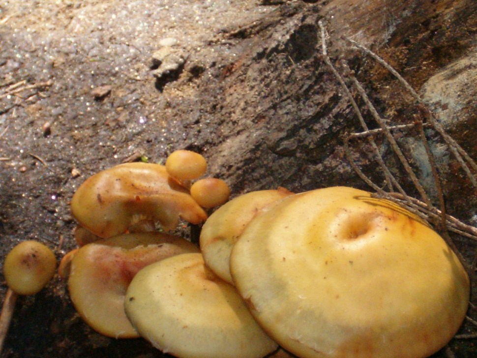 mushrooms near Sage Hen Creek September 2008