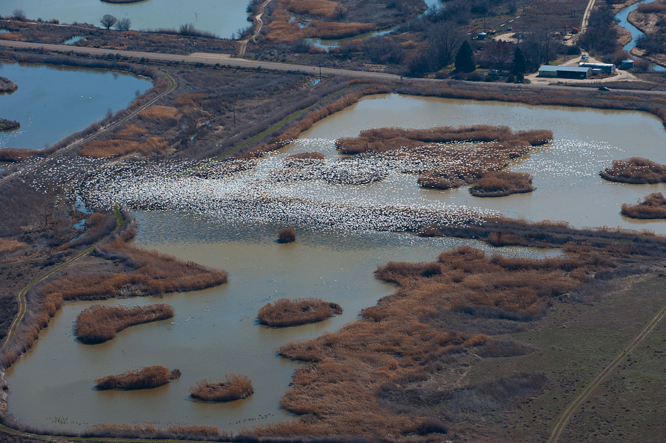 large flock of snow geese at the Fort Boise WMA Wildlife Management Area aerial shot 