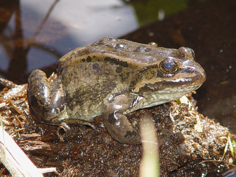  spotted frog on moss