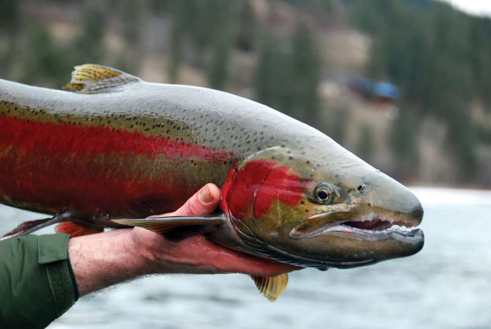 Salmon River Steelhead Fishing Report Idaho - Unique Fish Photo