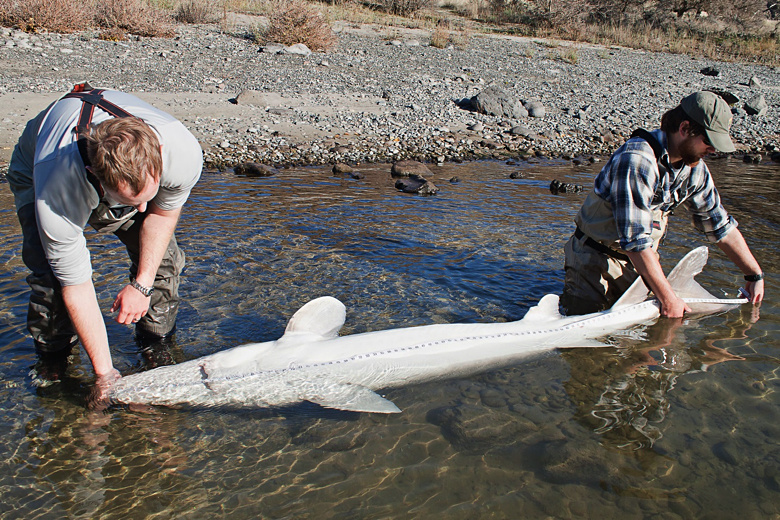 Guidelines for Measuring White Sturgeon Idaho Fish and Game