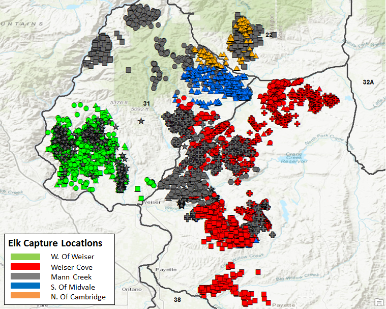 Brownlee and Weiser elk are homebodies, tracking data finds | Idaho ...