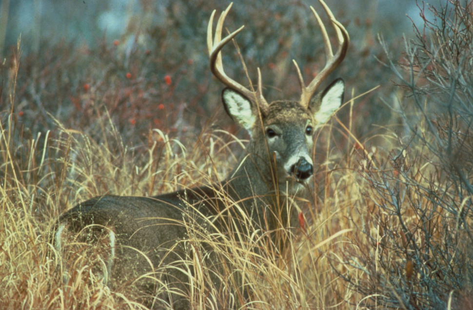 Gem State Wildlife Management Area WMA whitetail deer in grass