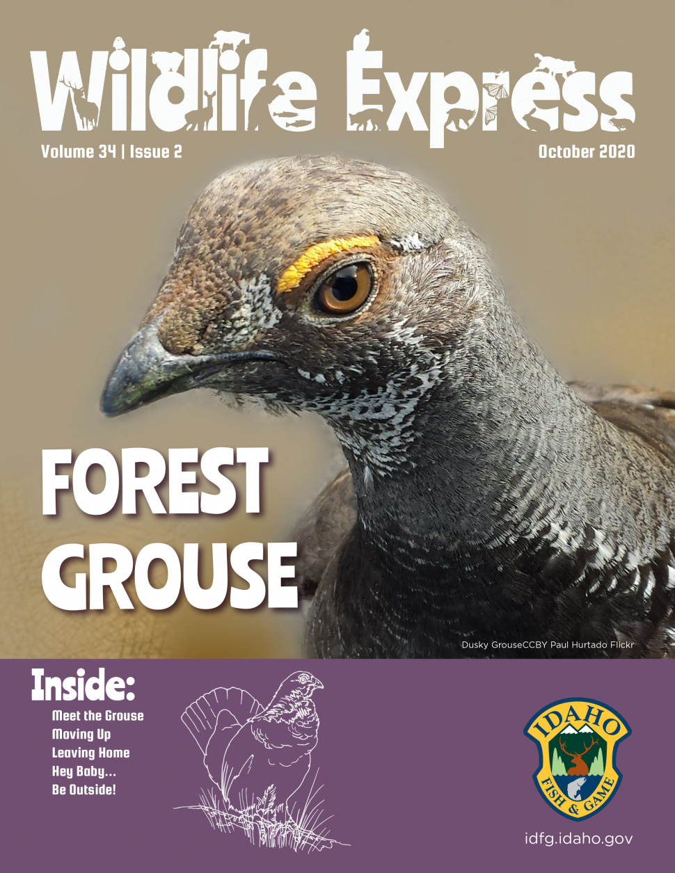 Wildlife Express Meet the Grouse Idaho Fish and Game