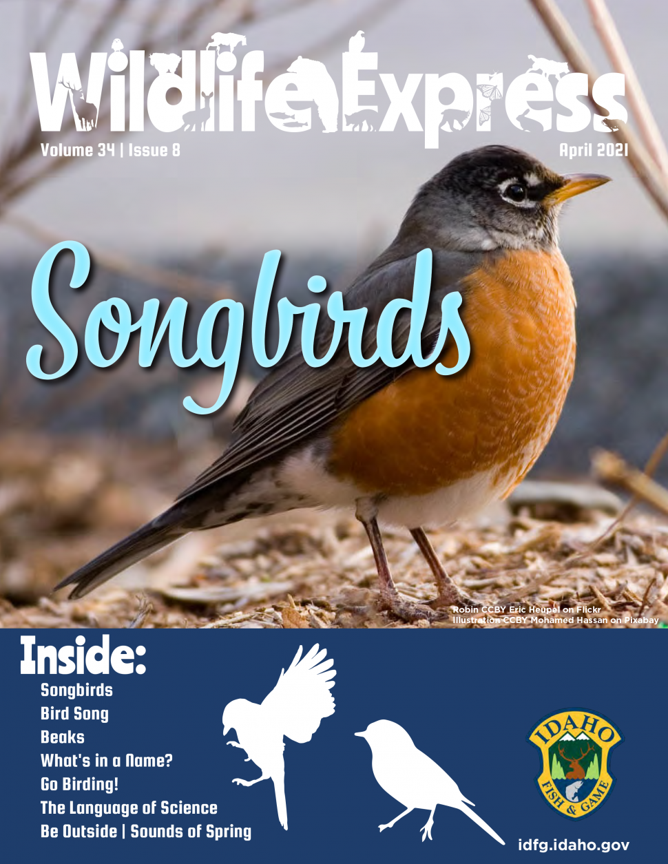 Wildlife Express Songbirds Bring Sounds Of Spring Idaho Fish And Game