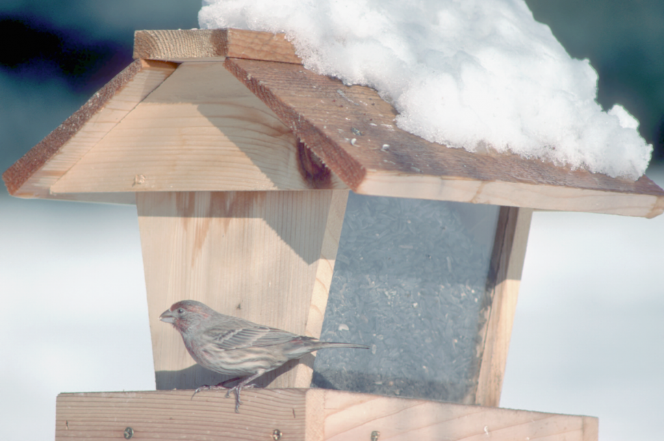 Winter feeding bird on a snow covered bird house