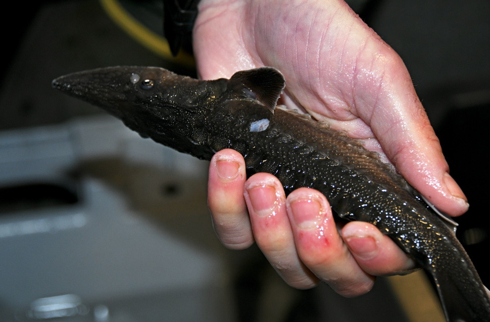 Year one sturgeon marked with scute removed
