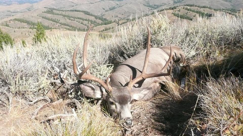 a hunter's mule deer buck in sagebrush