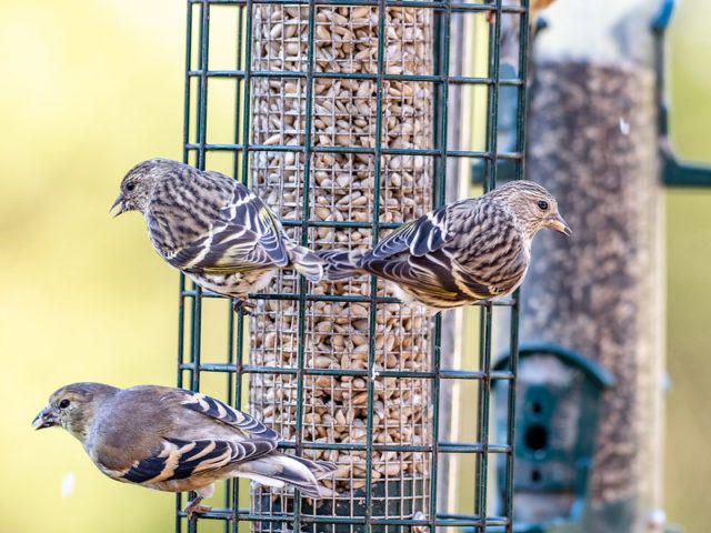 Pine Siskins on feeder