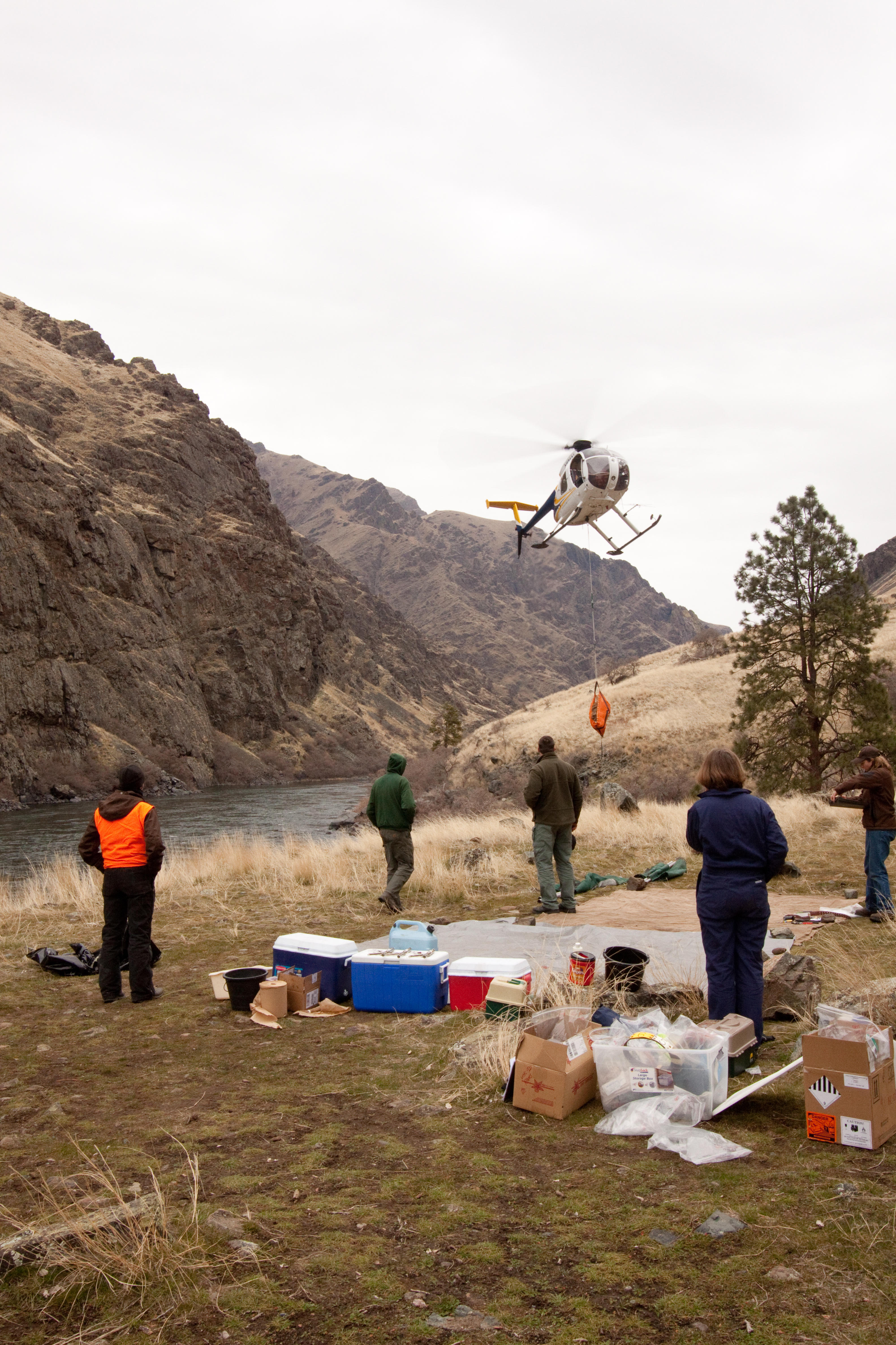 bighorn sheep capture August 2010 helicopter bringing in a bighorn
