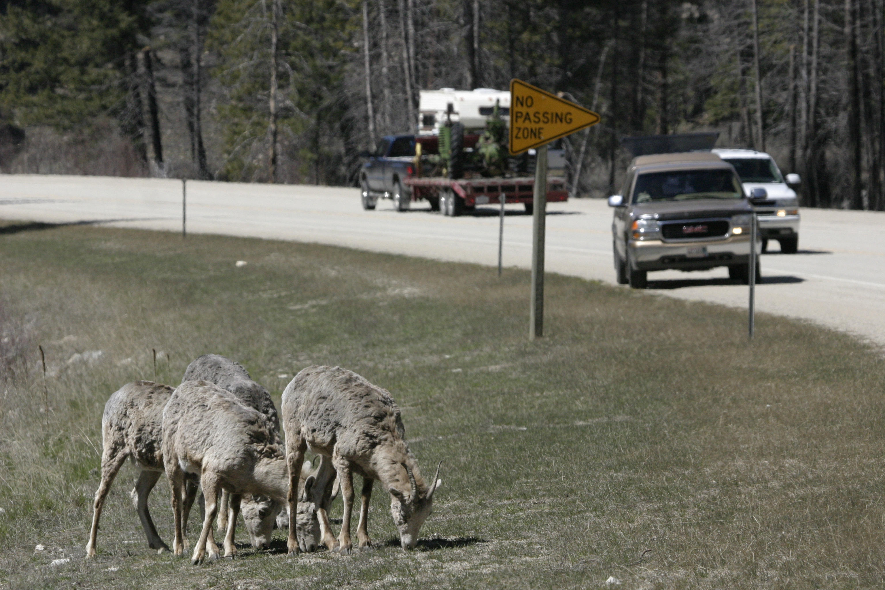 bighorns on road on the Lolo Pass April 2007