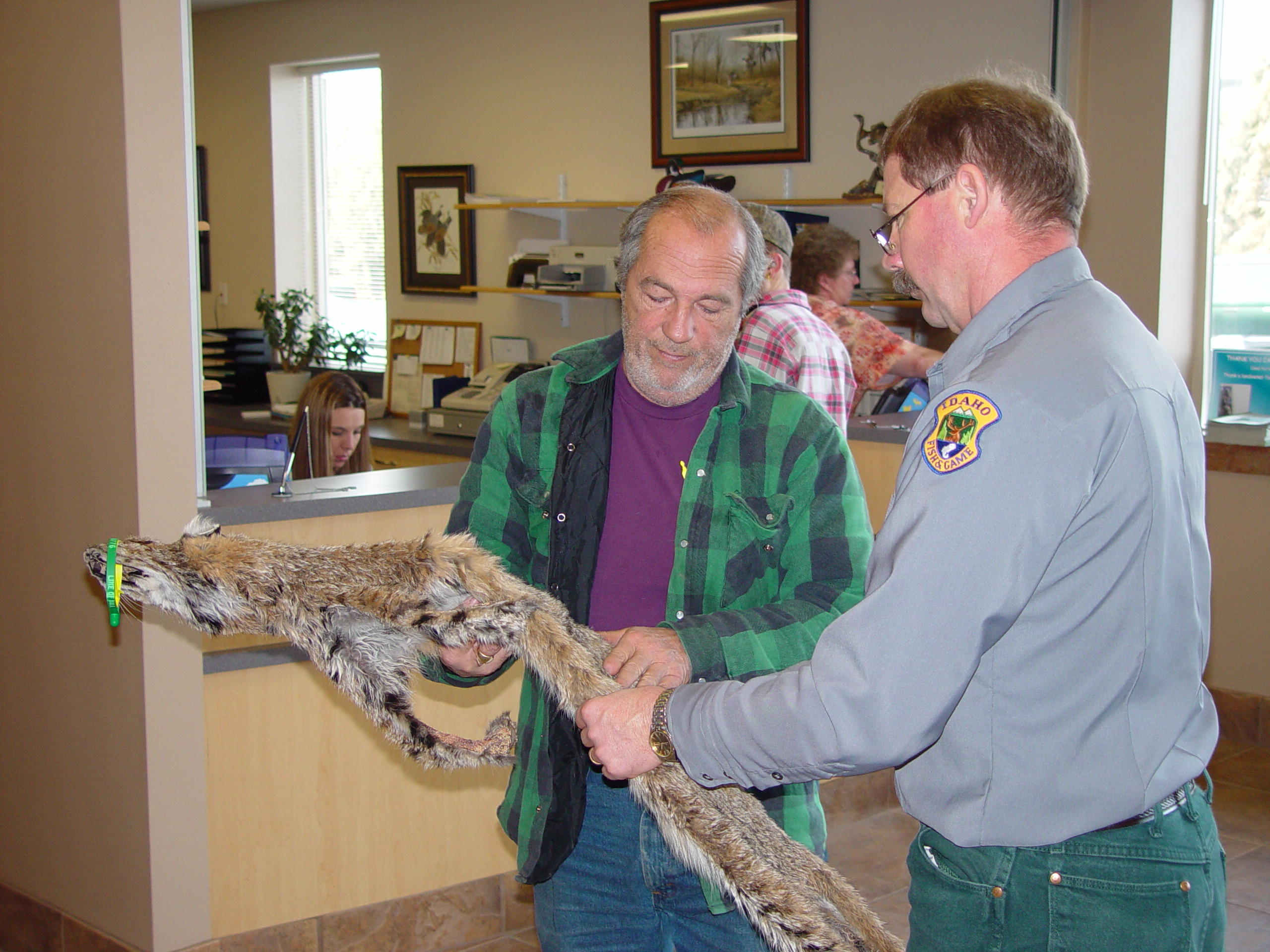 an IDFG conservation officer and another man look over bobcat skins for a report February 2006