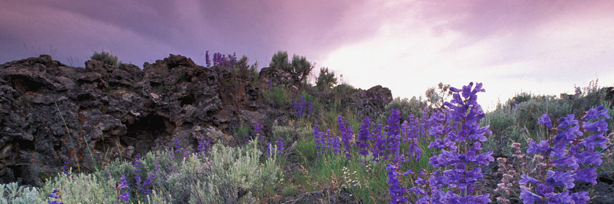 Desert lavarock and native flowers