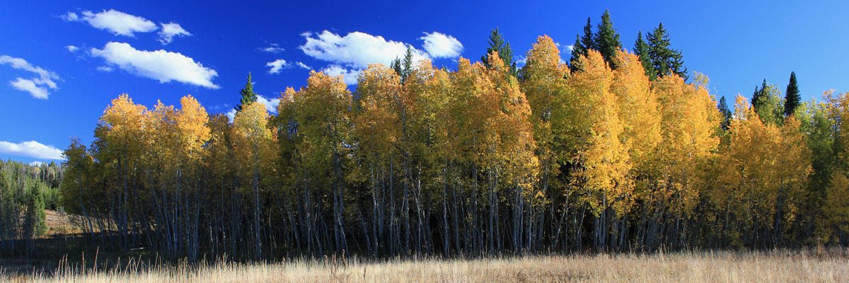 Quaking aspen / Photo by Mike Demick