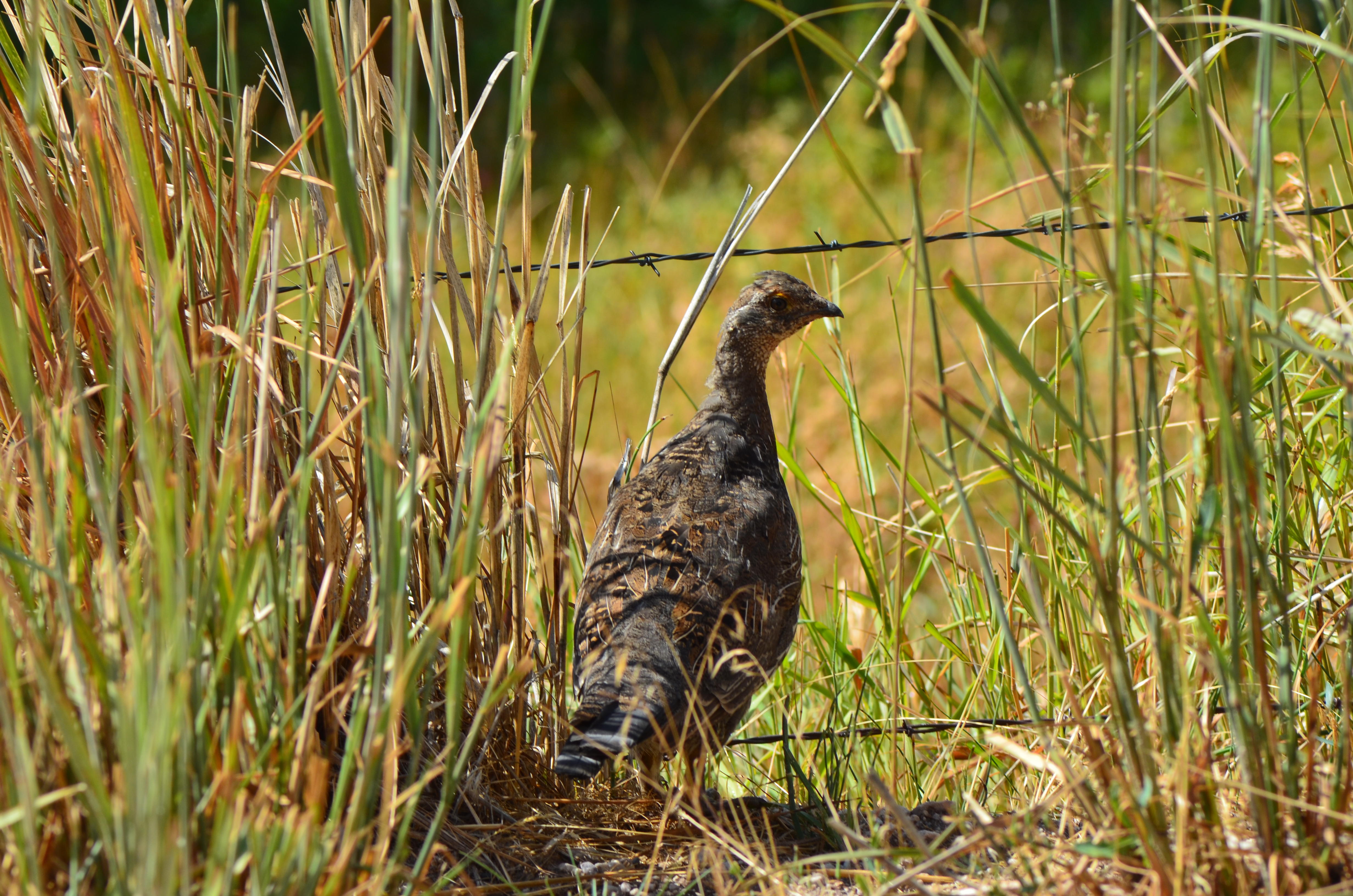 grouse in grass by a barbed wire fence August 2013