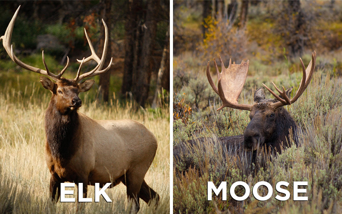 know your bull_elk_vs_moose