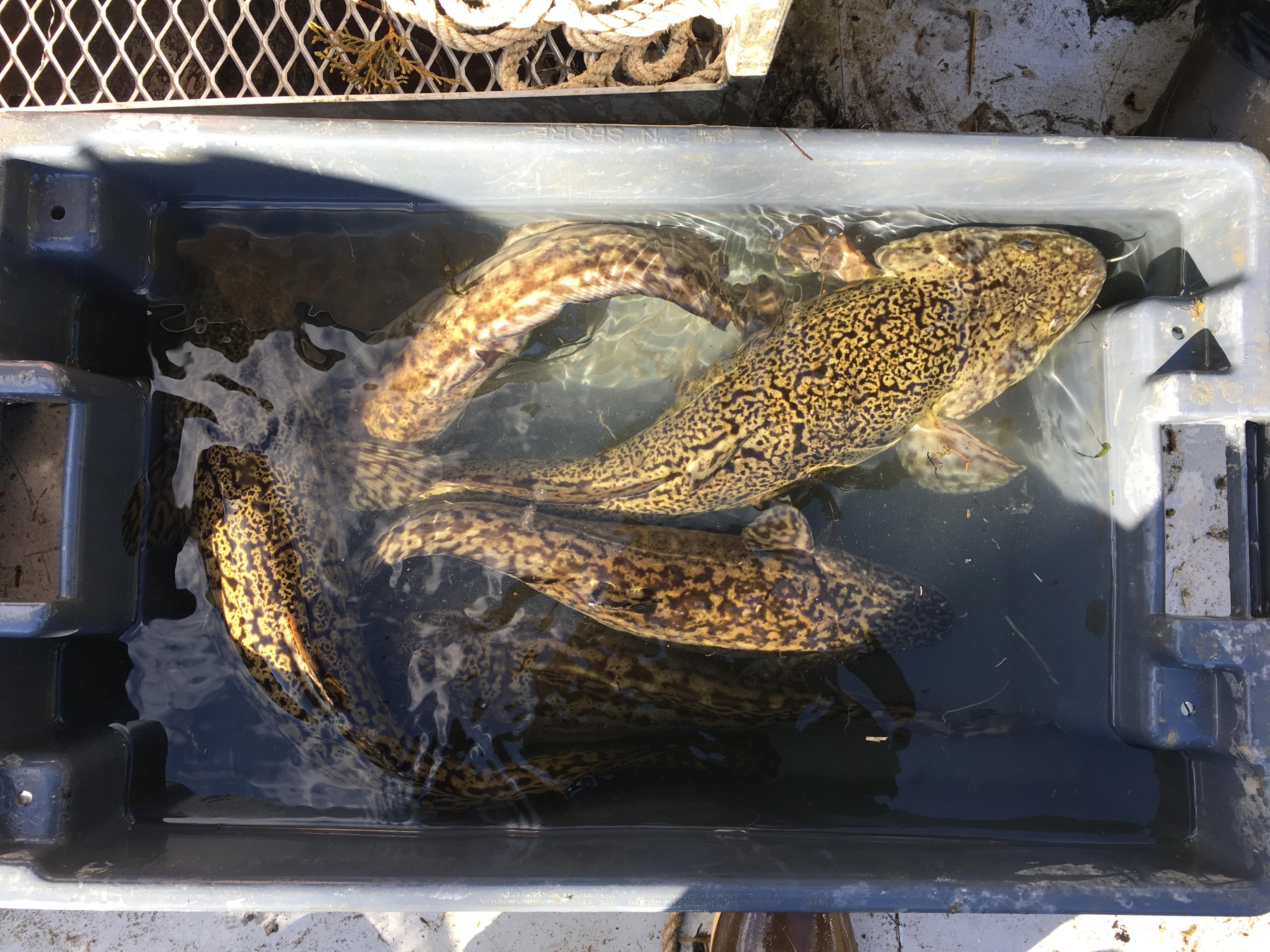 Burbot from the Kootenai River