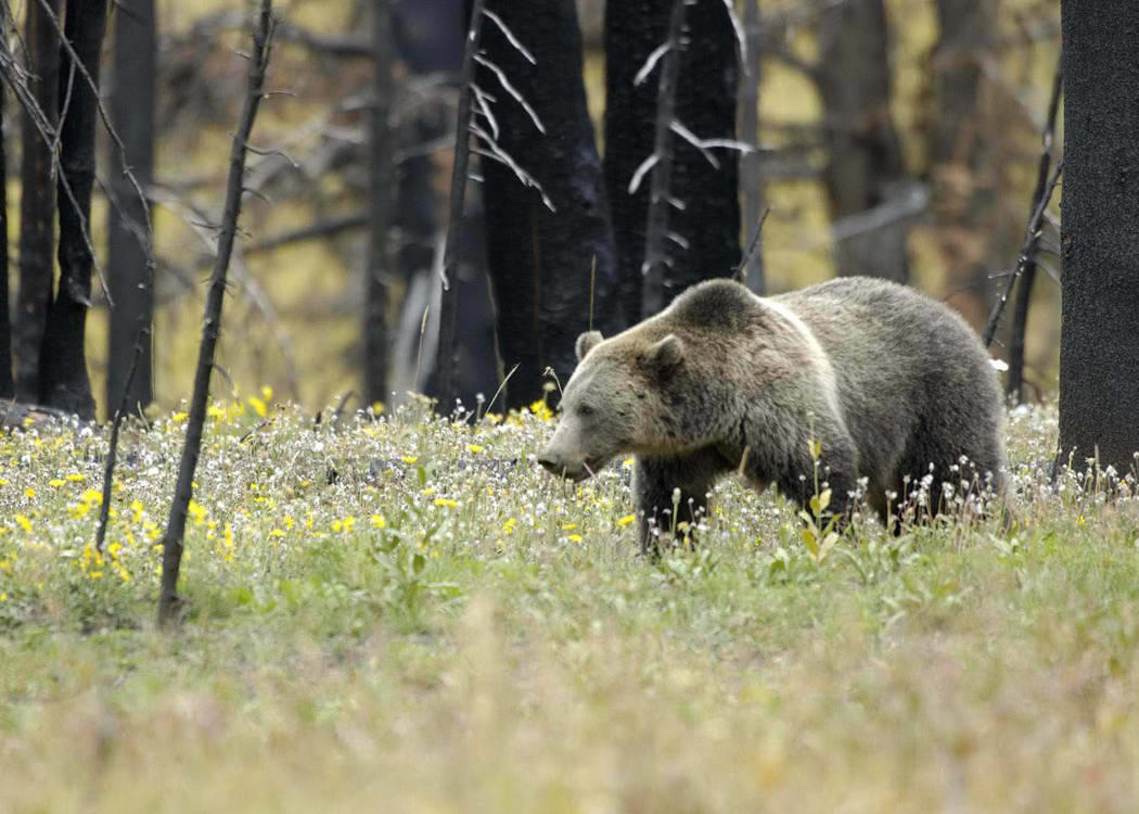 Grizzly bear in Yellowstone Park
