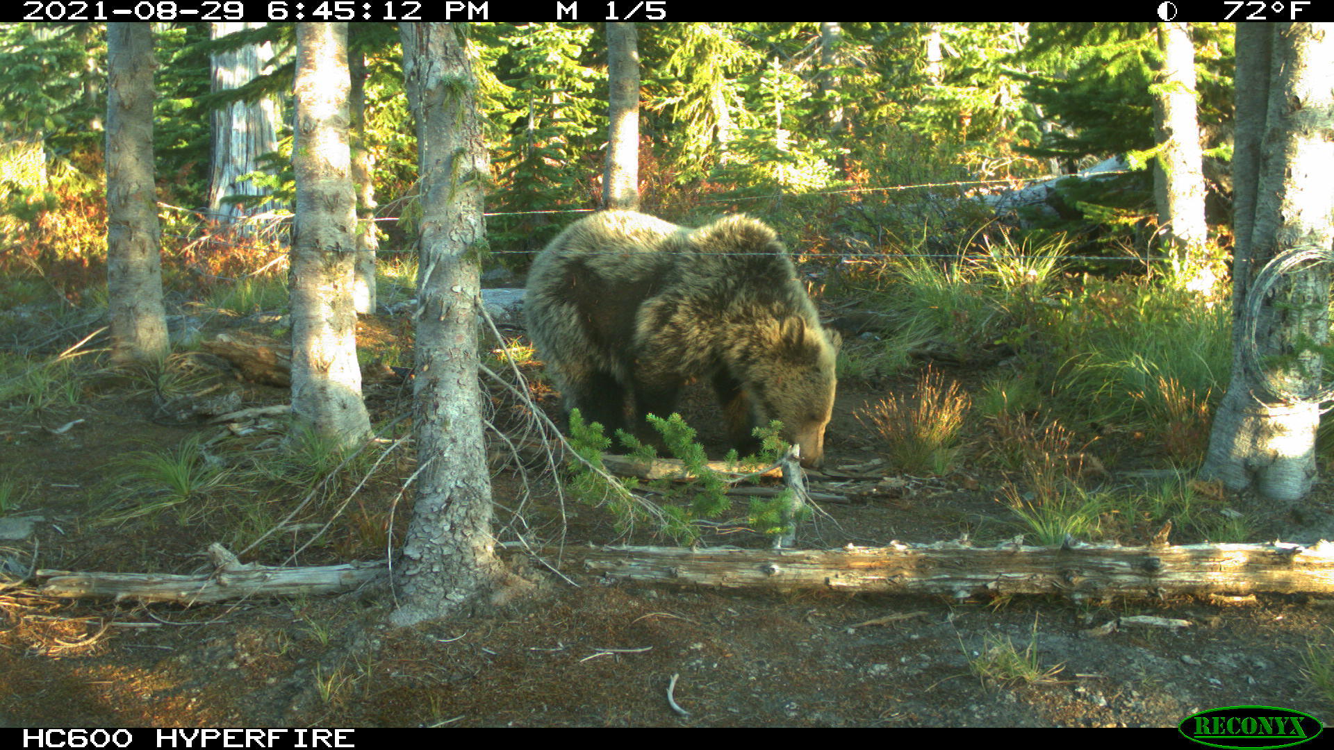 Stock photo of a grizzly bear in the Panhandle Region
