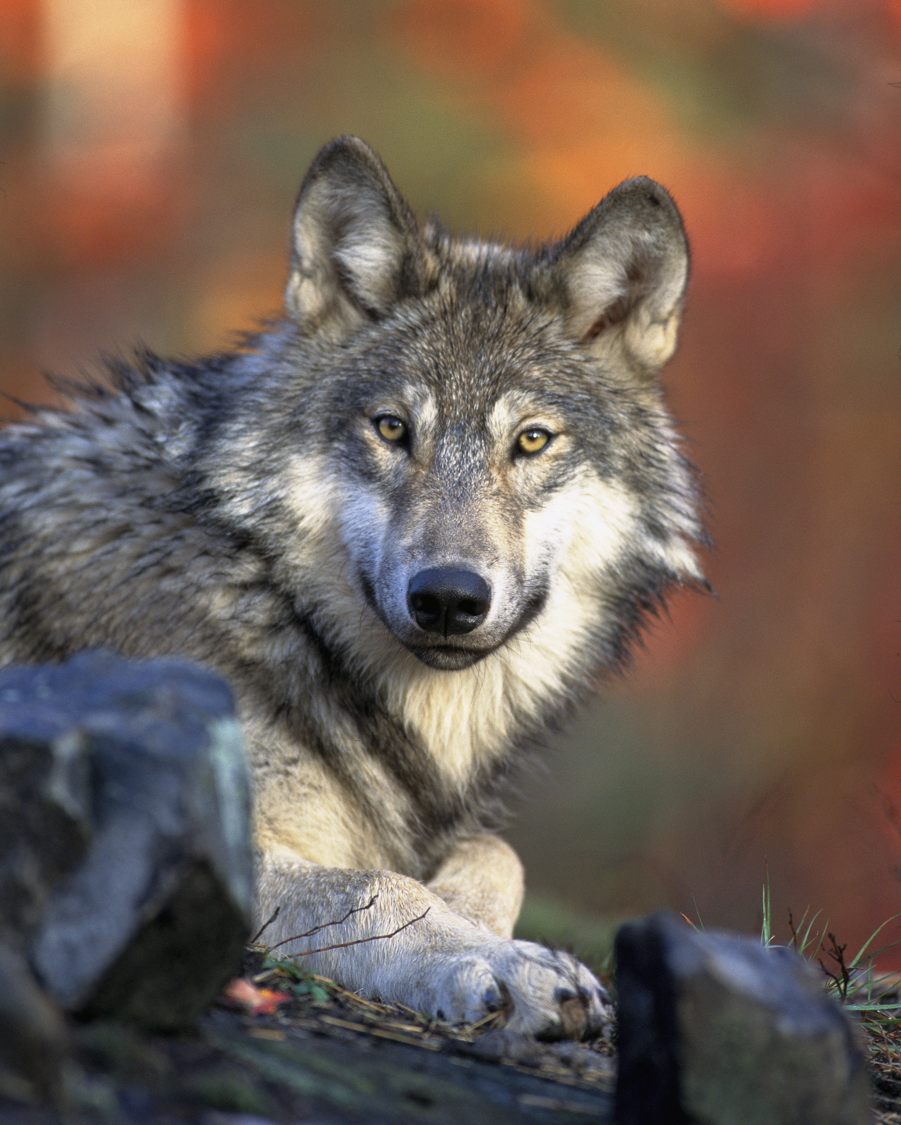 tight shot of a gray wolf in Fall