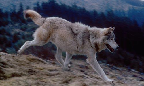 medium shot of a wolf running