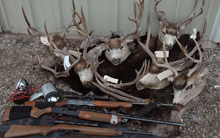 poached mule deer heads and confiscated rifles medium shot enforcement