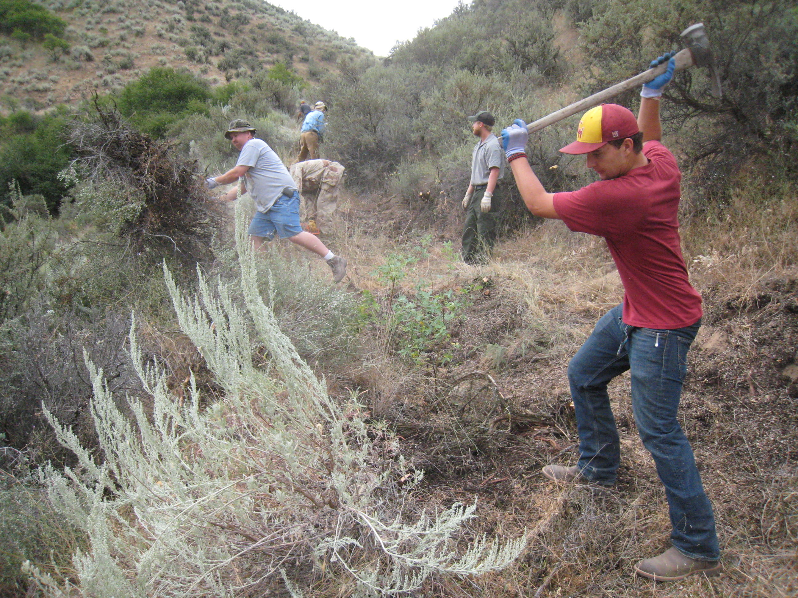 medium shot of volunteers clearing brush for a fence near the highway 21 wildlife underpass August 2011