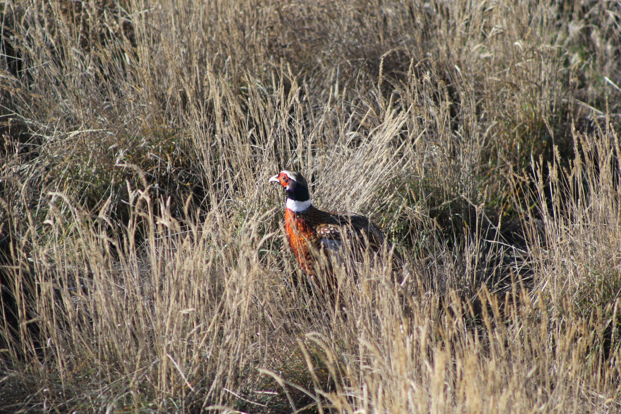 ringnecked pheasant in grass medium shot November 2014
