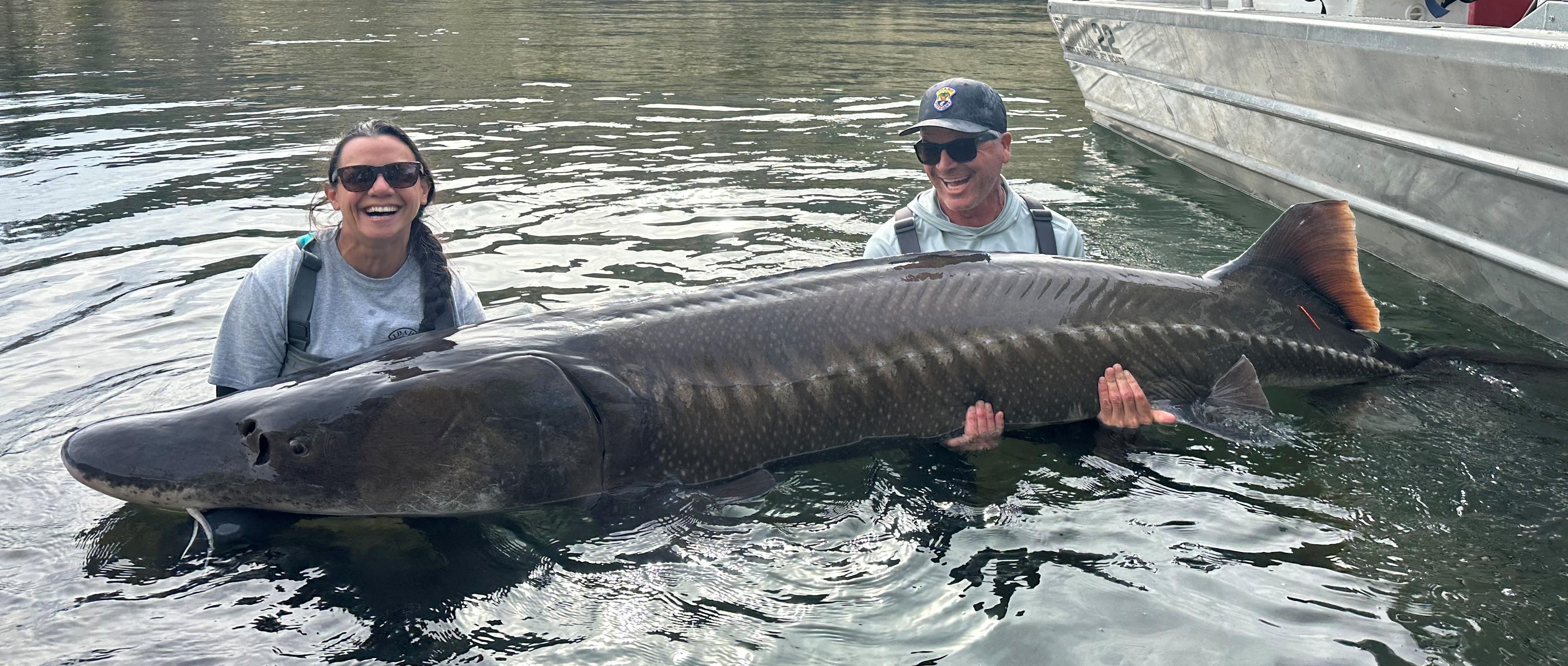 Large sturgeon sampled from Hells Canyon