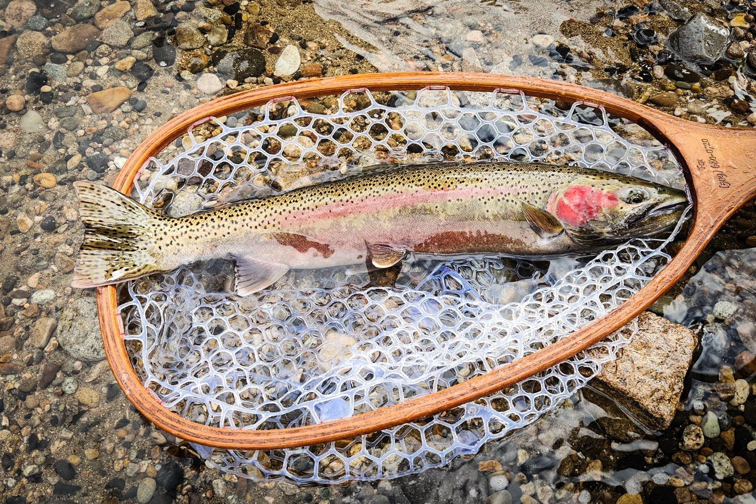 USR steelhead in net - March 2024
