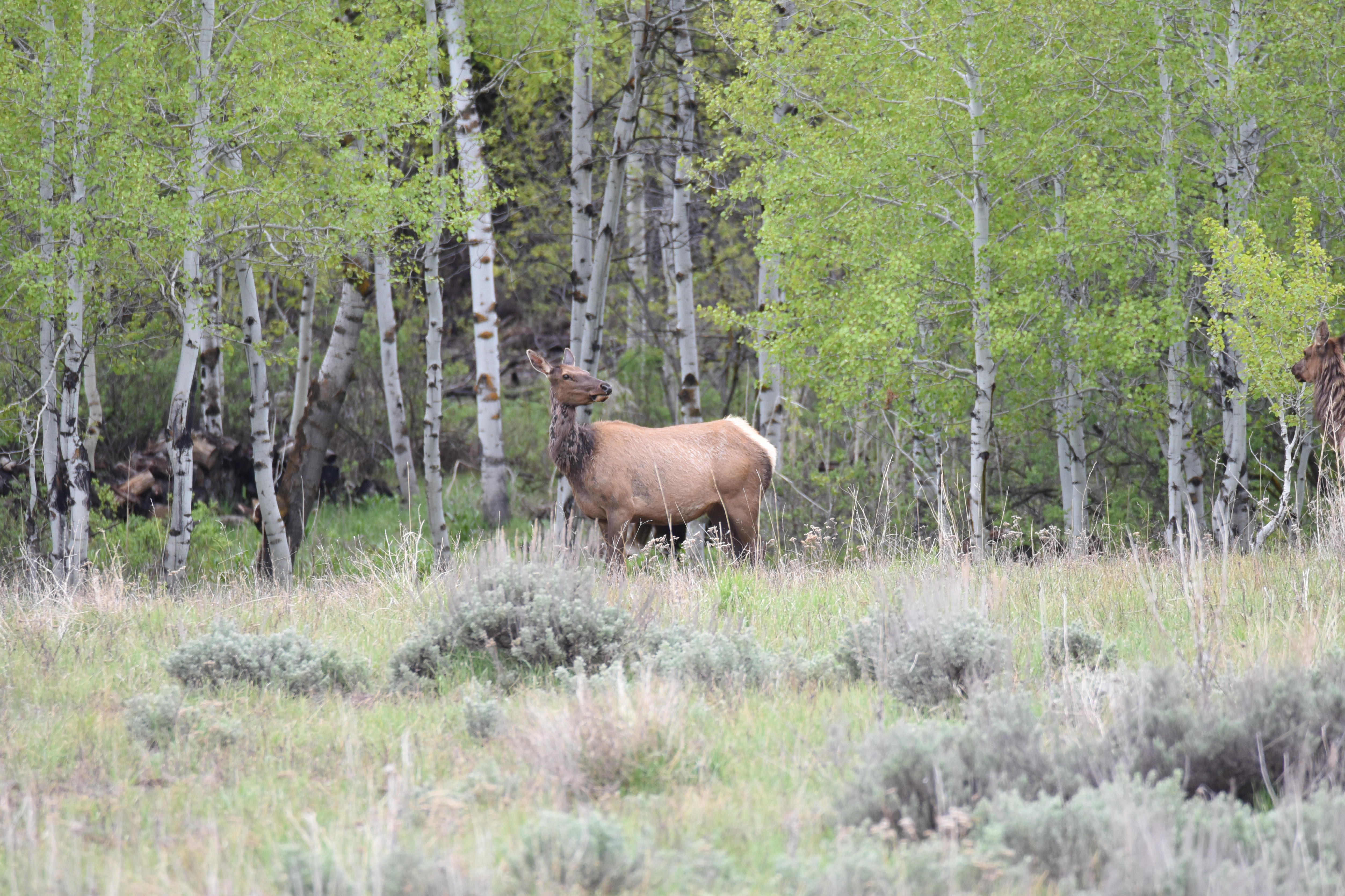 Cow elk in aspens